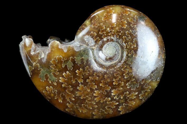 Polished, Agatized Ammonite (Cleoniceras) - Madagascar #117403
